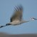Sandhill Crane